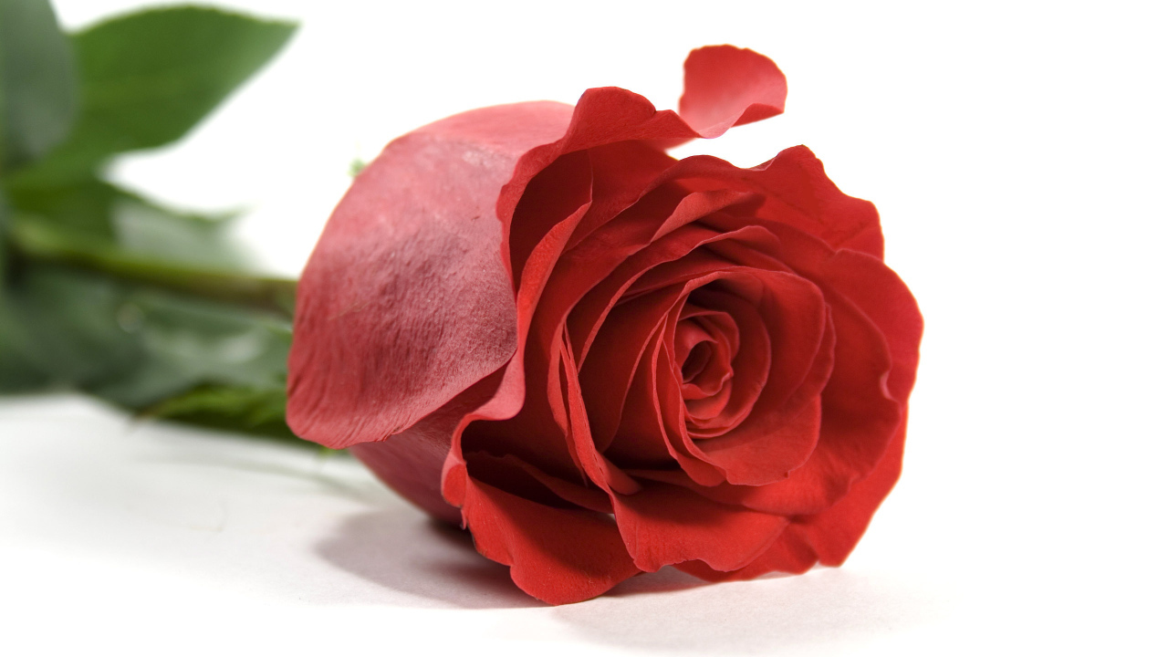 Красная роза на белом фоне