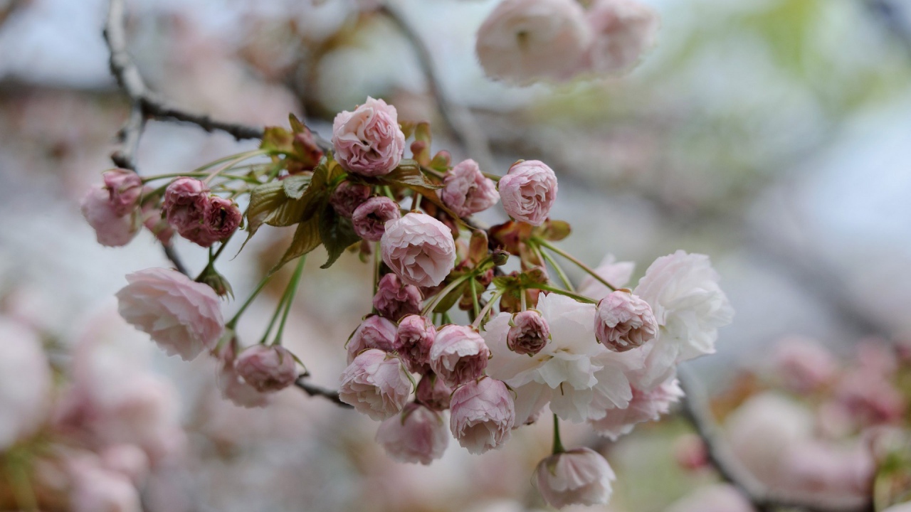 Весеннее цветение в Японии