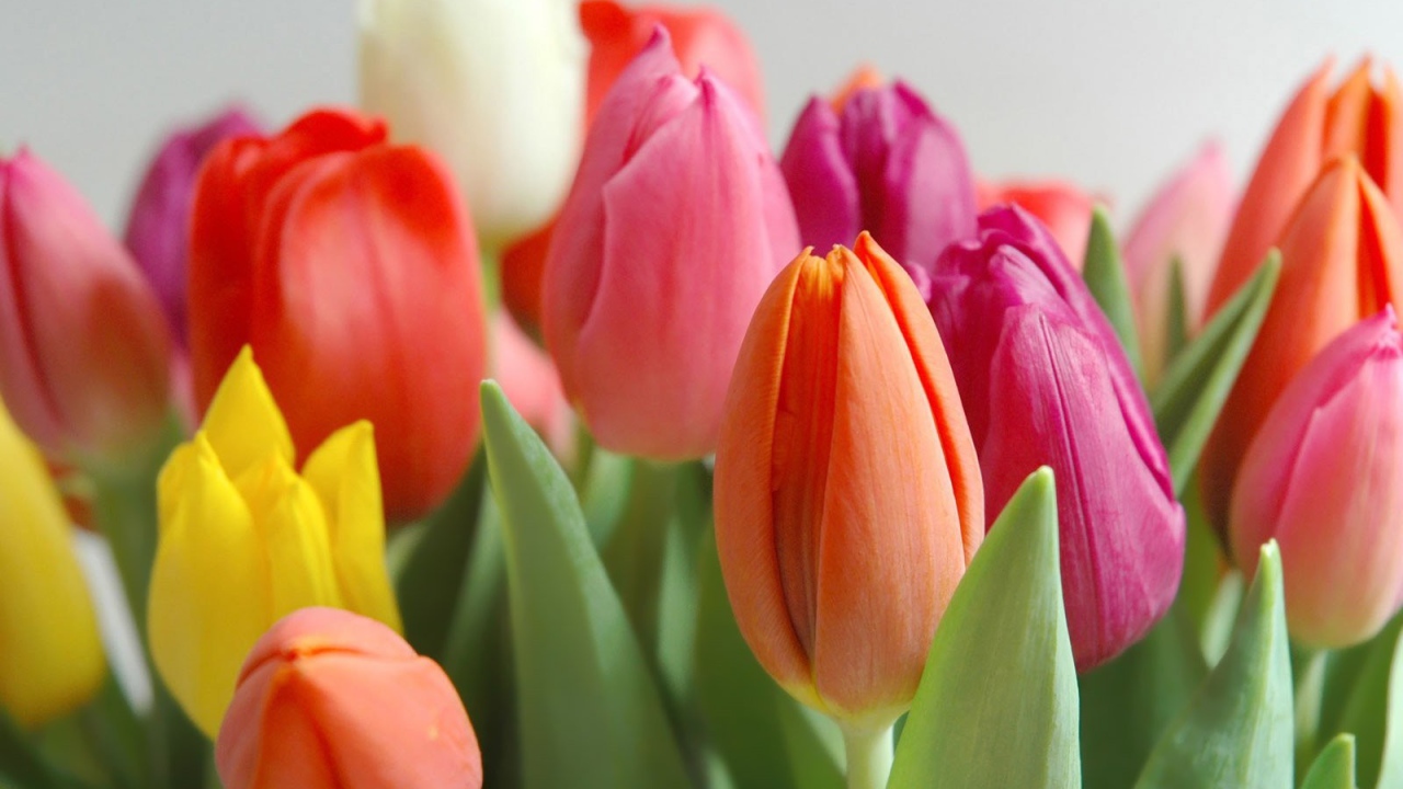 Весенние разноцветные тюльпаны