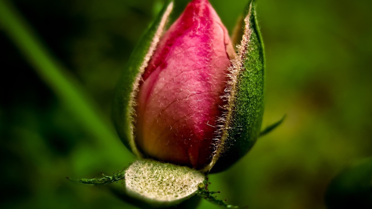 Нераспустившийся бутон розы