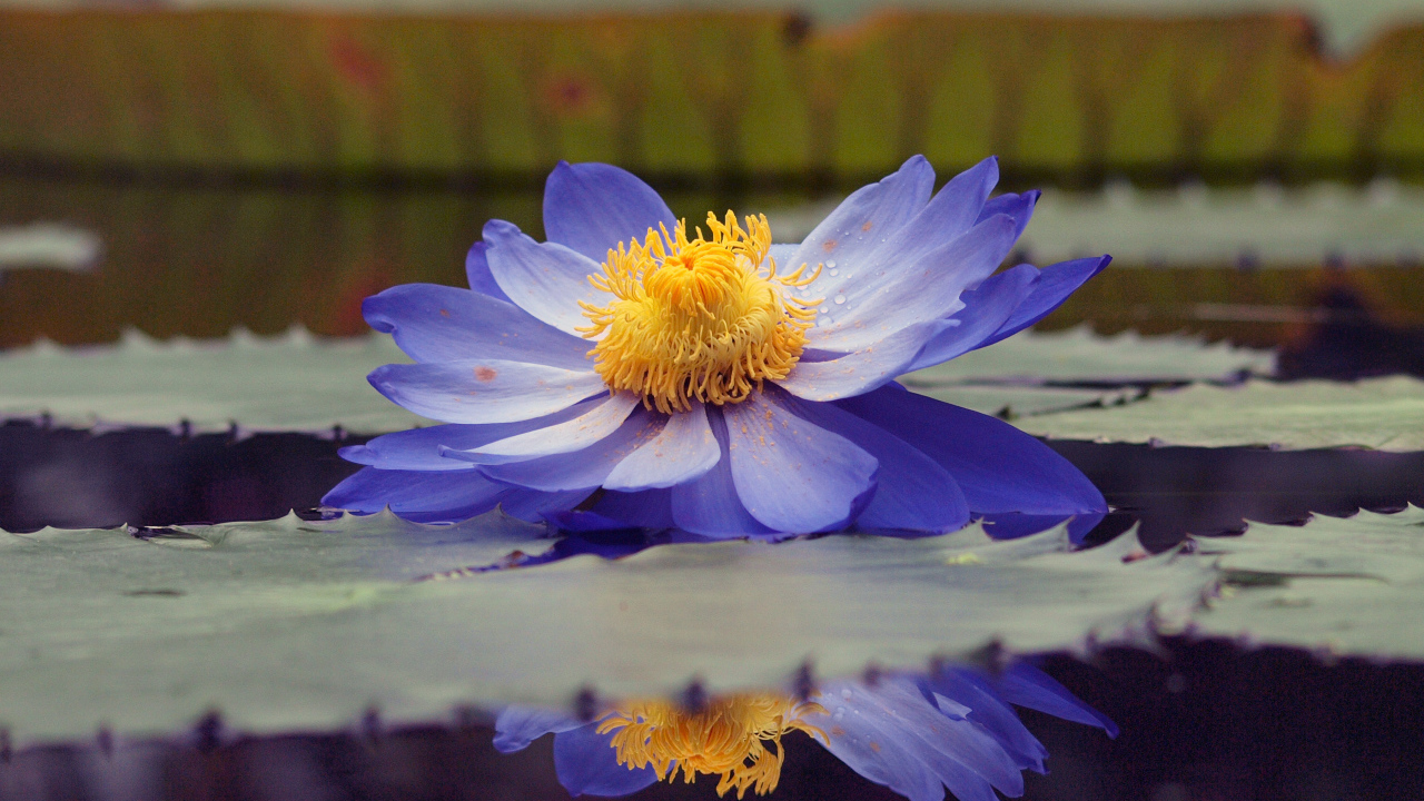 Водяная лилия на пруду