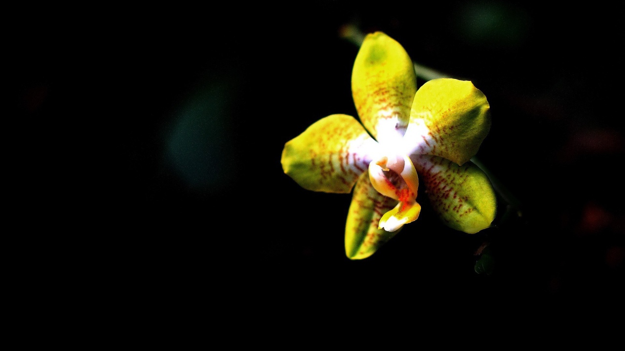 Желтая орхидея на черном фоне