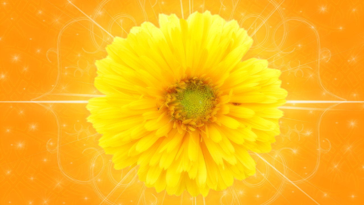 Желтый цветок на оранжевом фоне