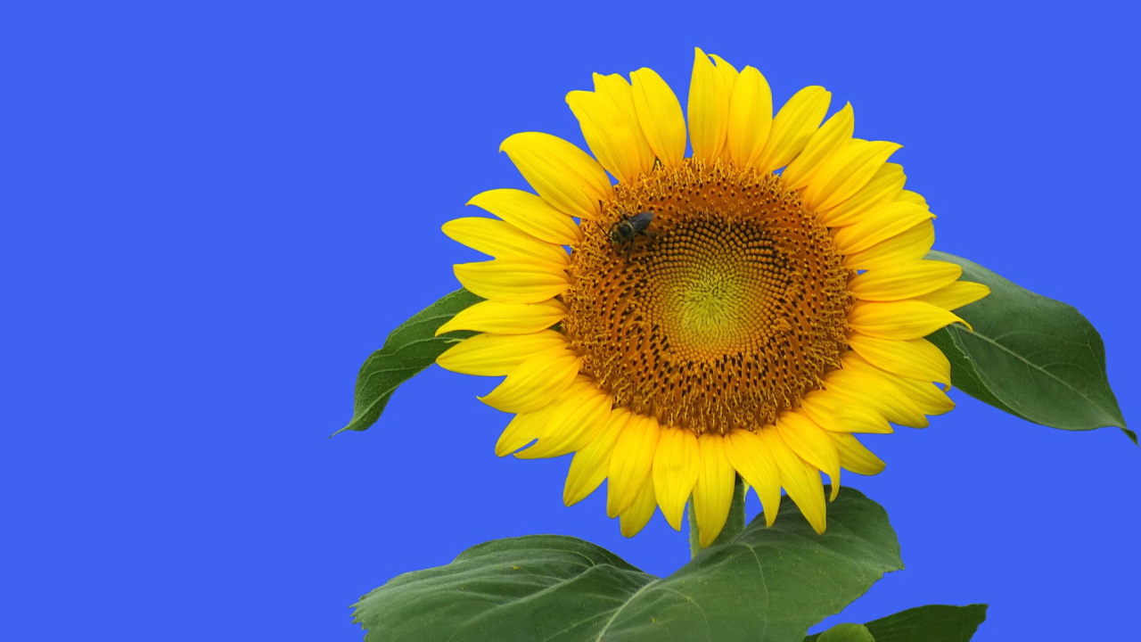 Цветочек подсолнуха