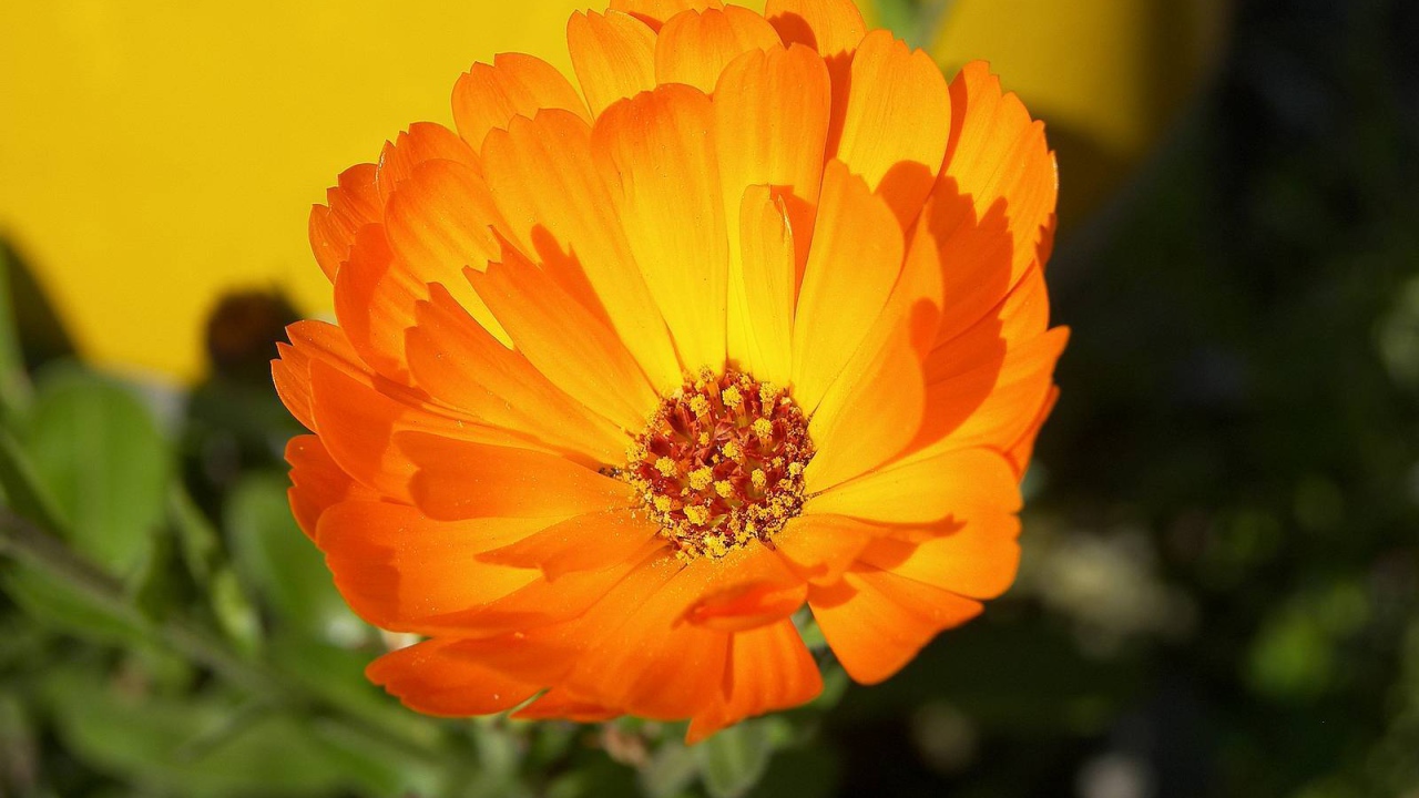 В саду красивые цветы календула