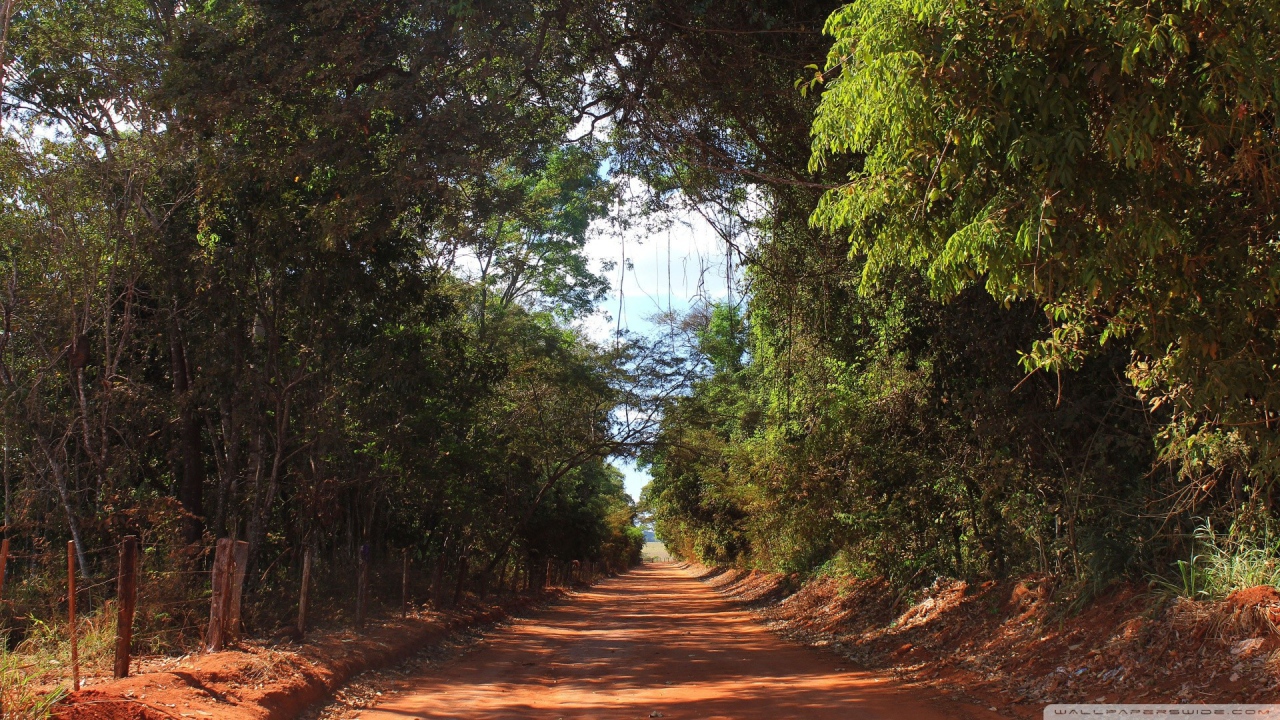 Аллея в лесу