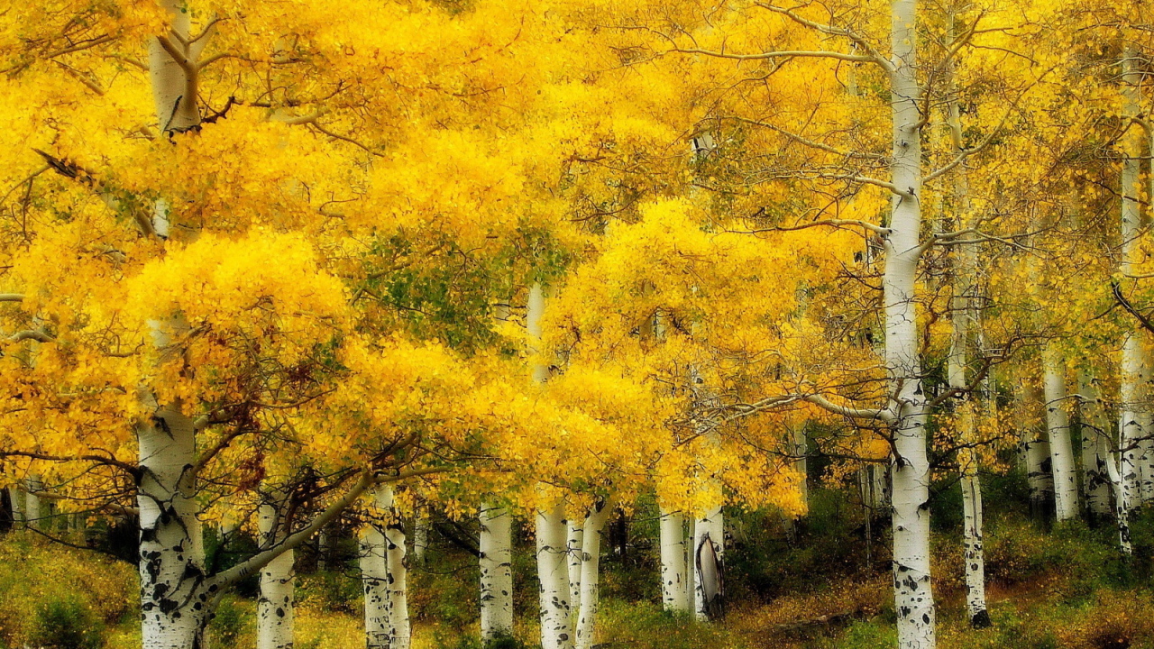 Осень в березовой роще