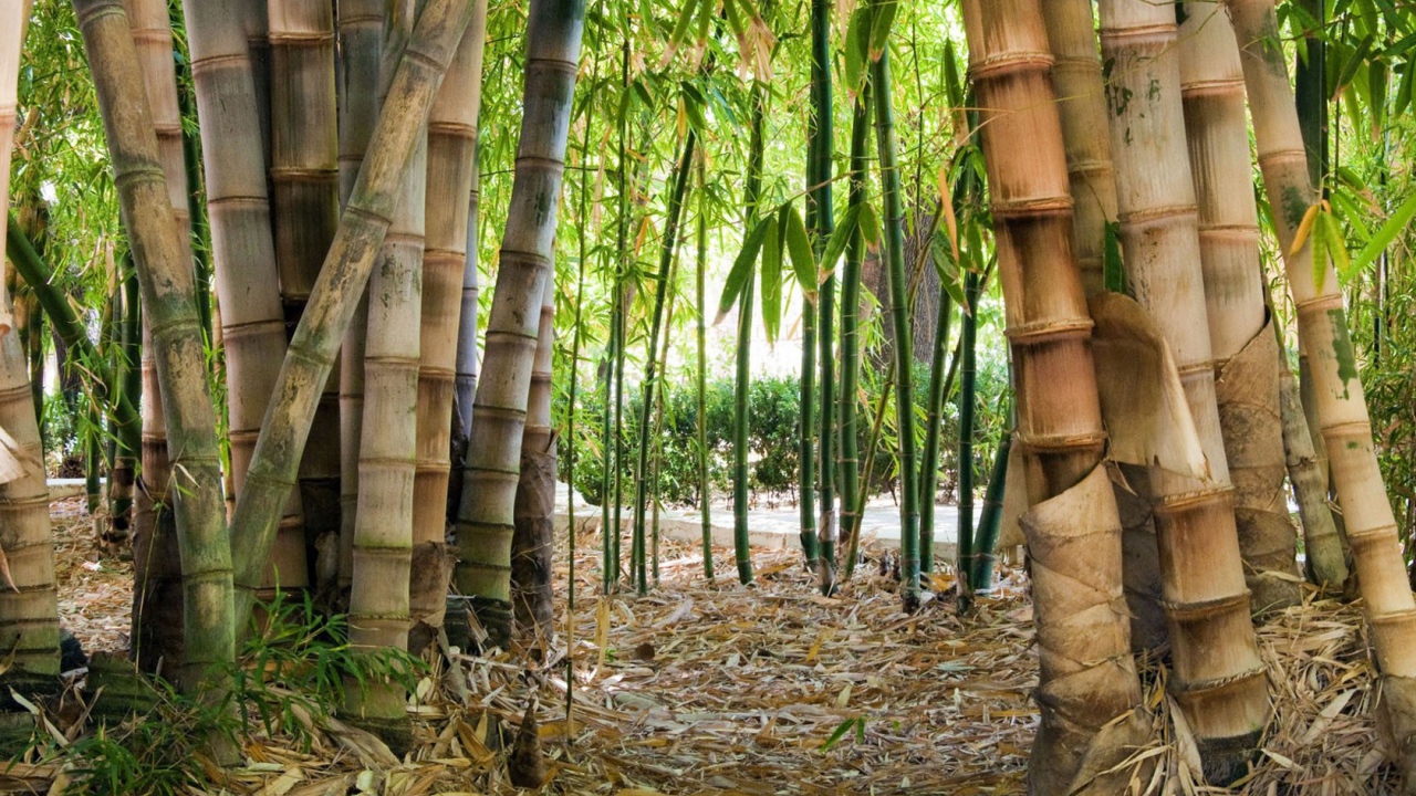 Бамбук на дикой природе