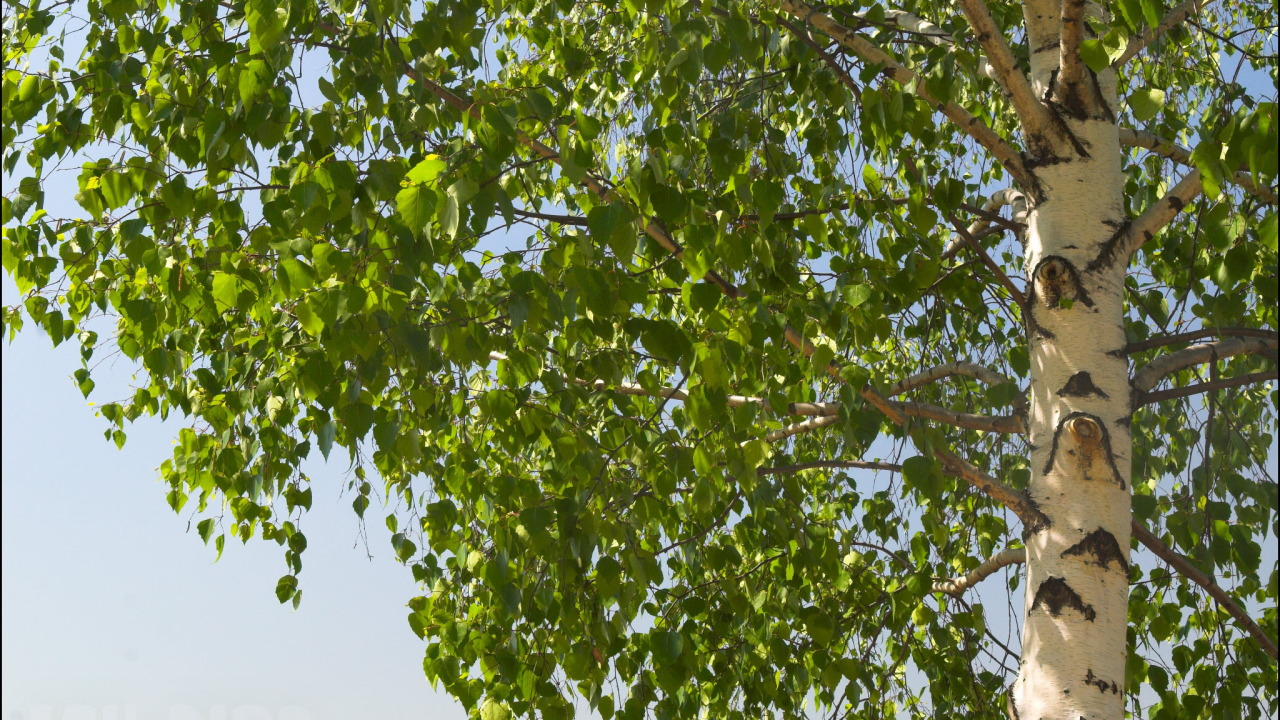 Береза на фоне неба