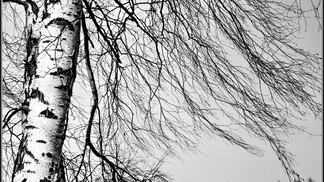 Береза зимой