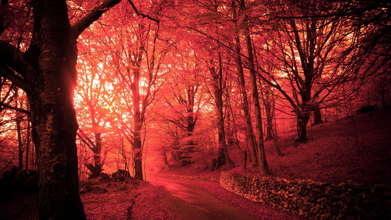 Розовый осенний лес