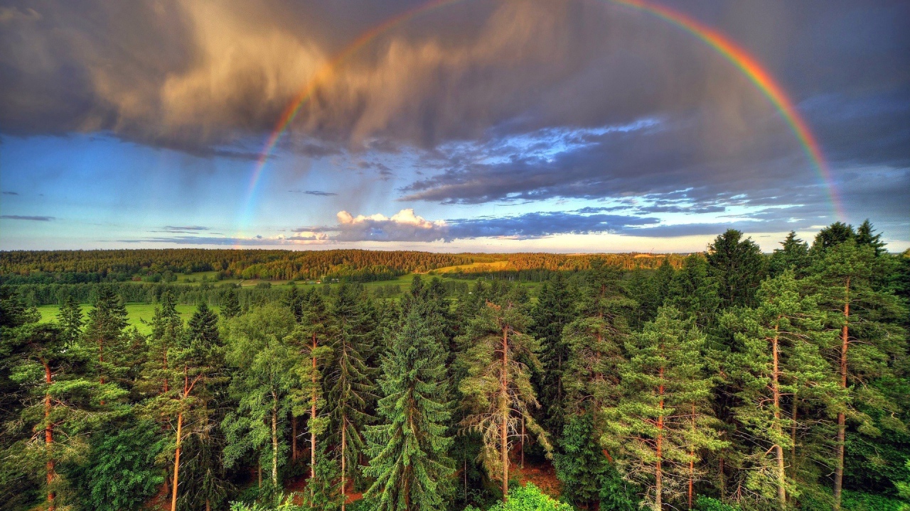 Радуга над лесом