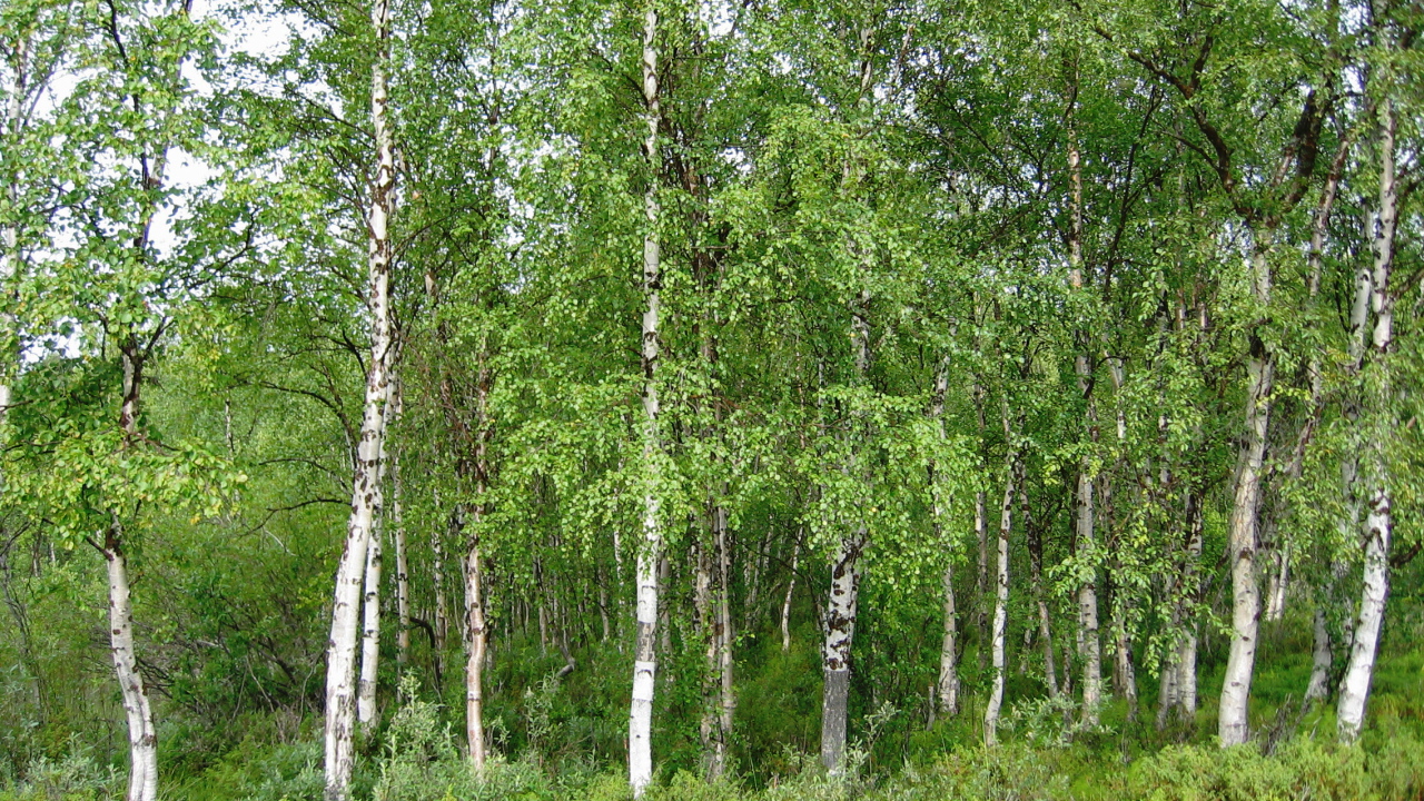 Summer birch grove