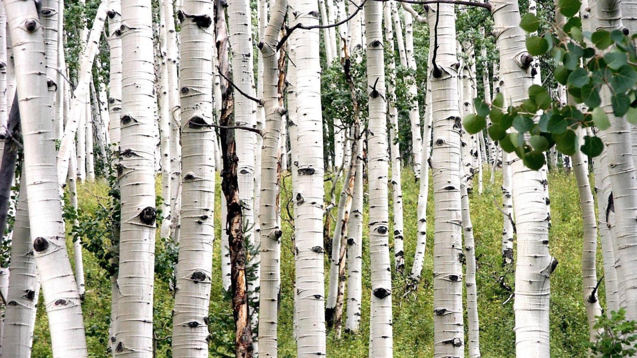 Белая береза