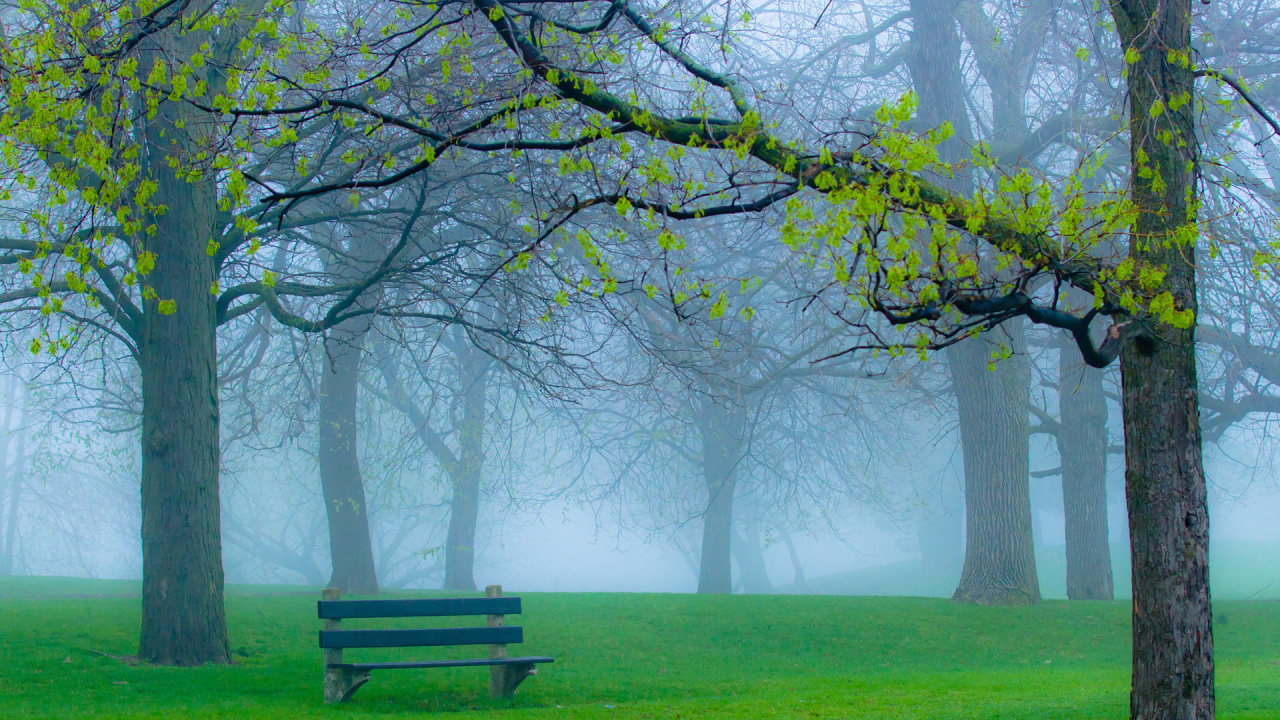 Скамейка в туманном парке
