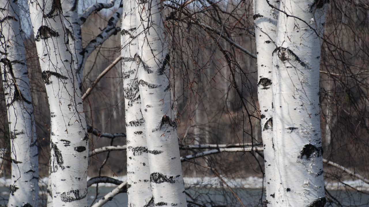 Зимняя березовая роща