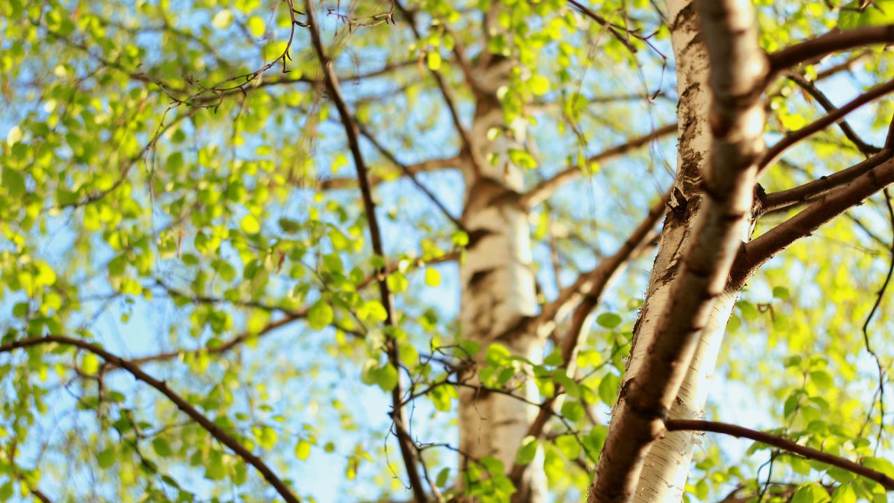 Молодая зелень берез