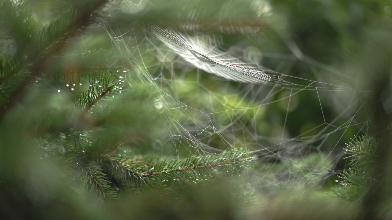 Паутина в лесу
