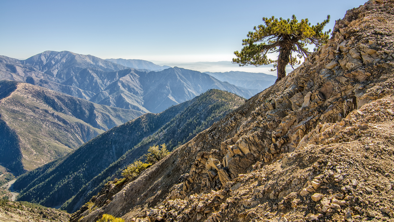 Одинокое дерево в горах