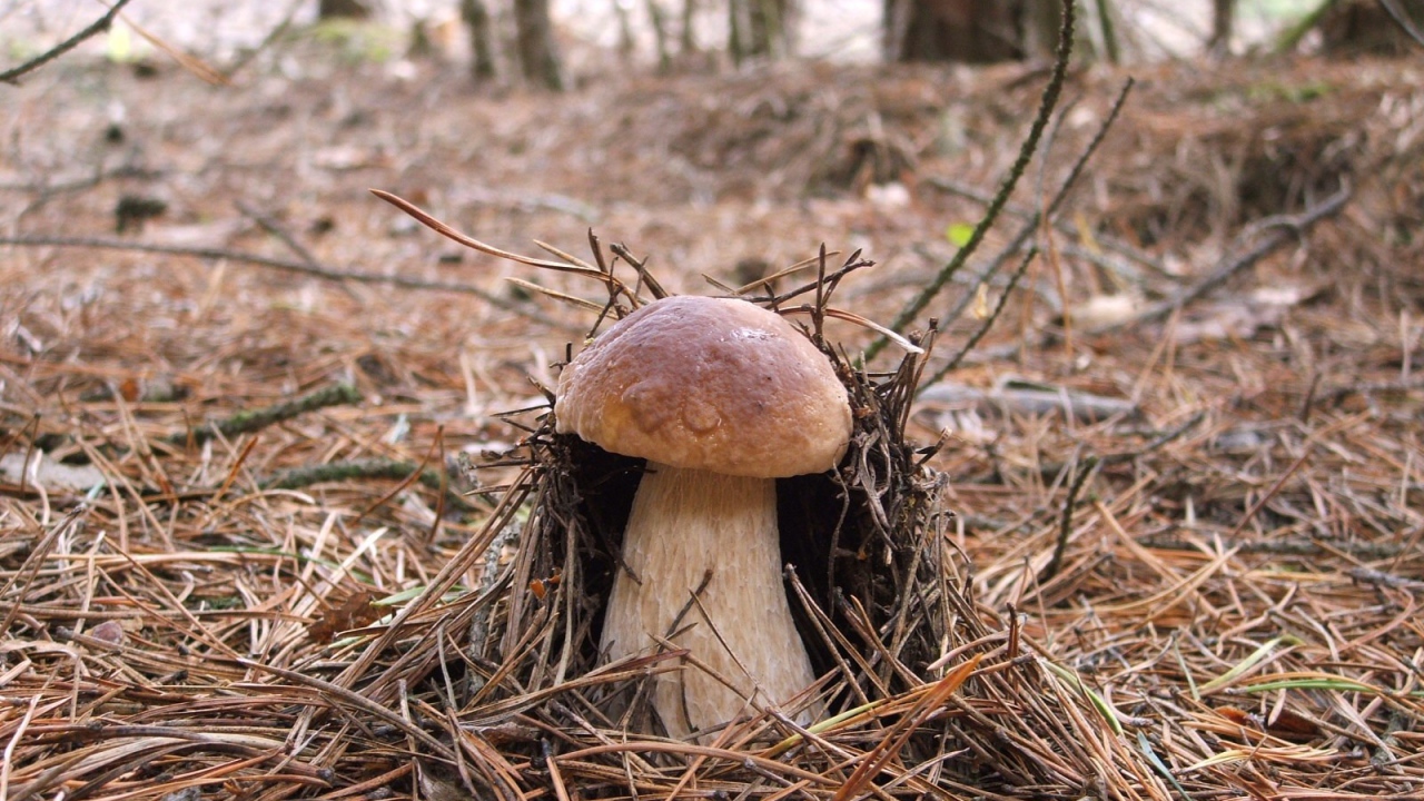 Гриб боровик