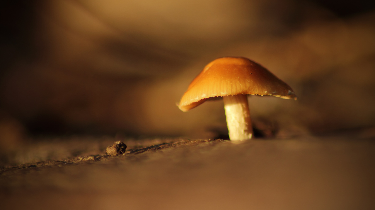 Гриб под увеличением