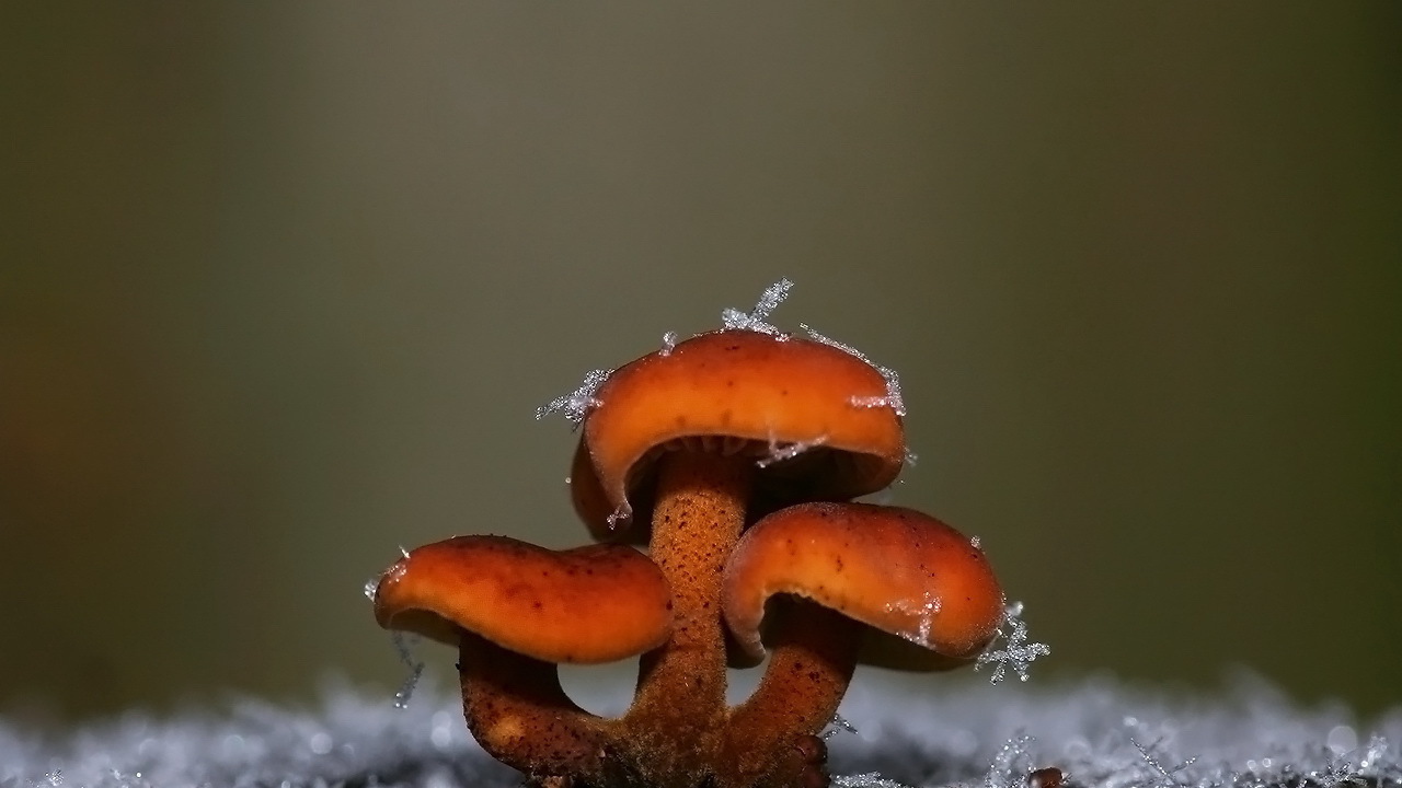 Грибы покрытые снегом