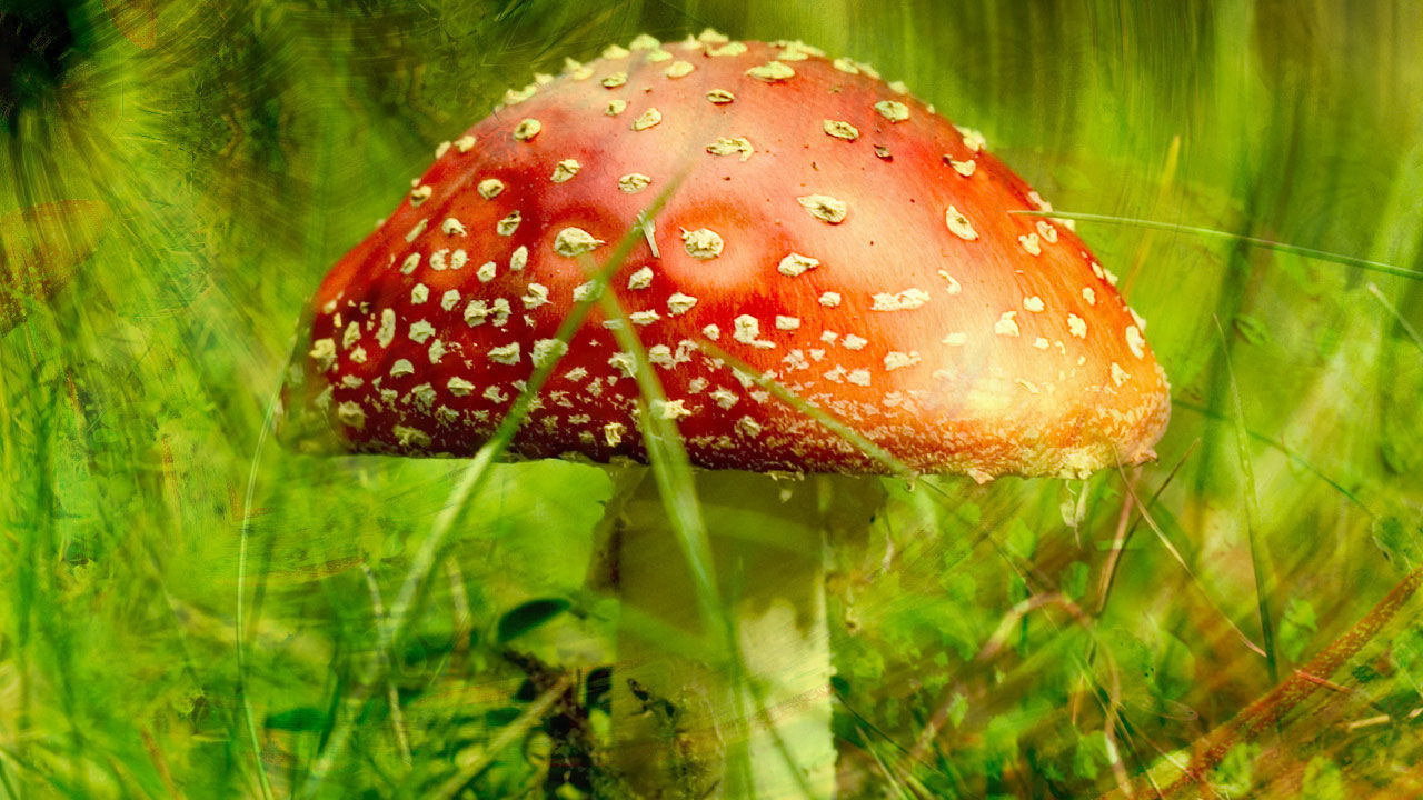 Ядовитый гриб мухомор