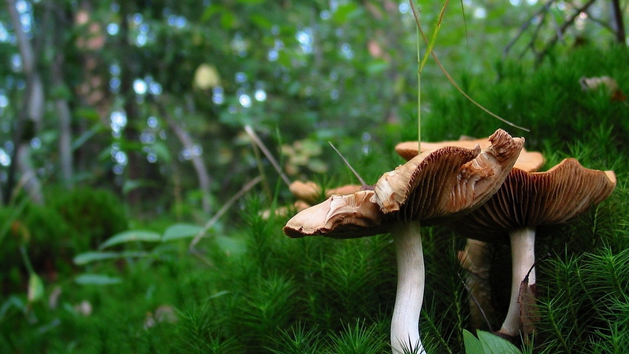 Грибы в лесном мохе