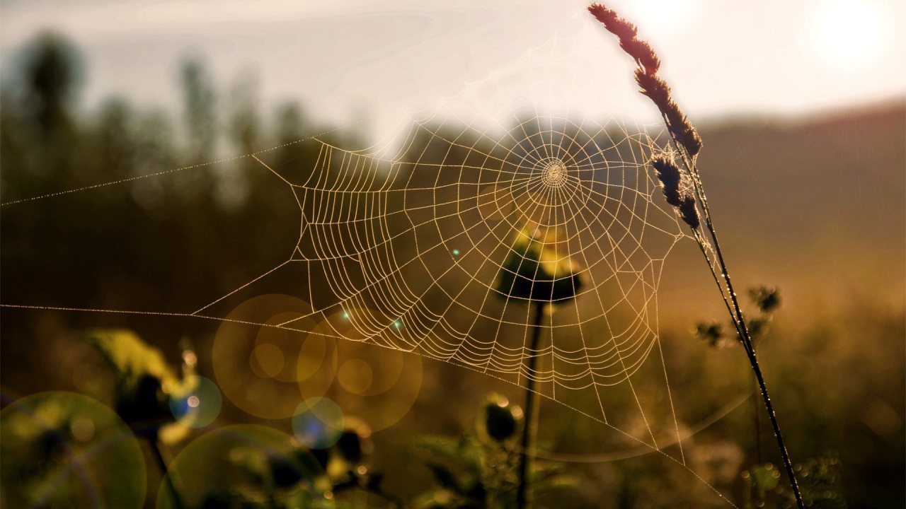 Паутина на траве