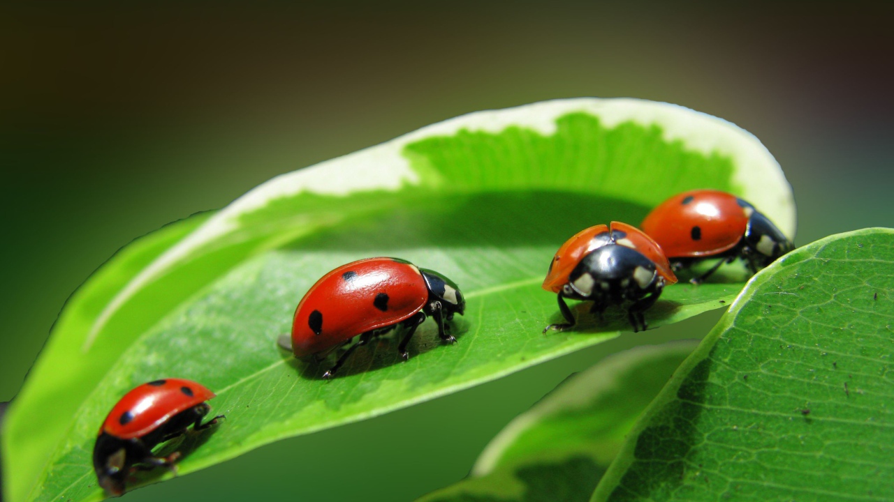 Жучки на зеленом листике