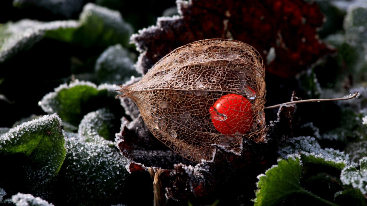 Ягода в прозрачной оболочке