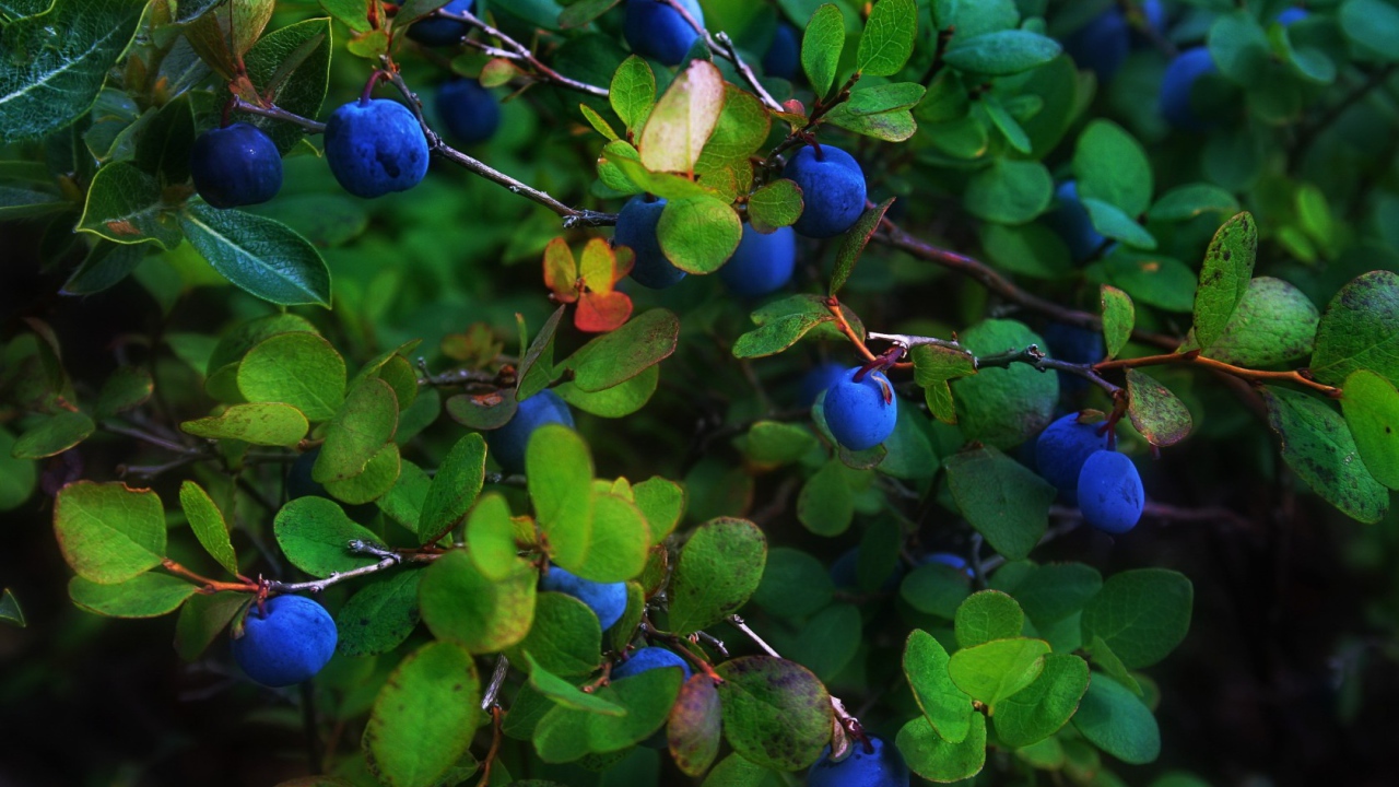 Синие ягоды в листве