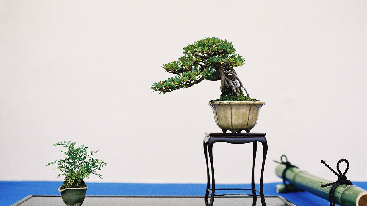 Бонсай на белом фоне