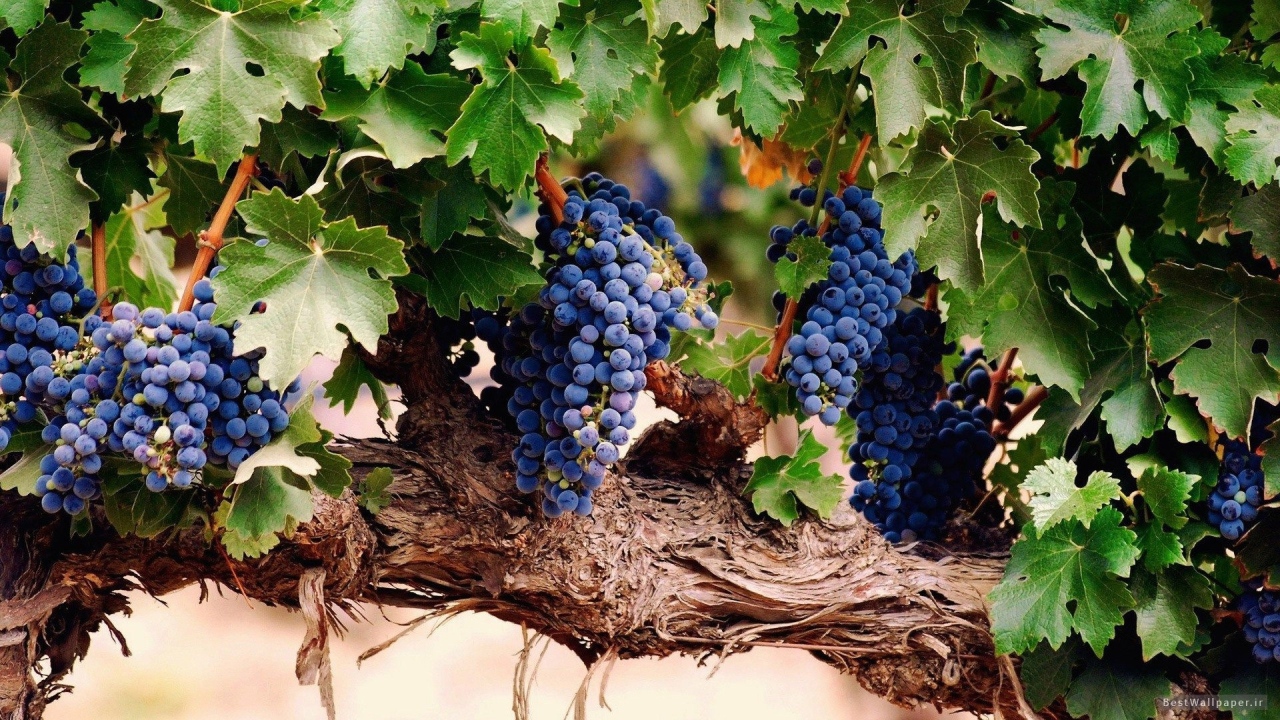 Гроздья спелого винограда