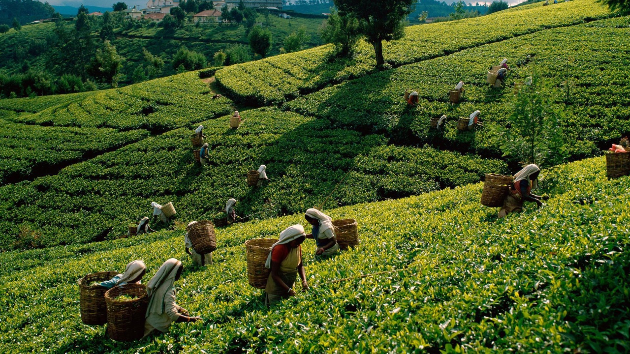 Уборка чая в Шри Ланке