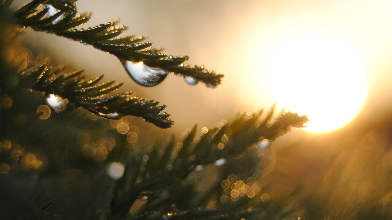 Капли на ветках дерева