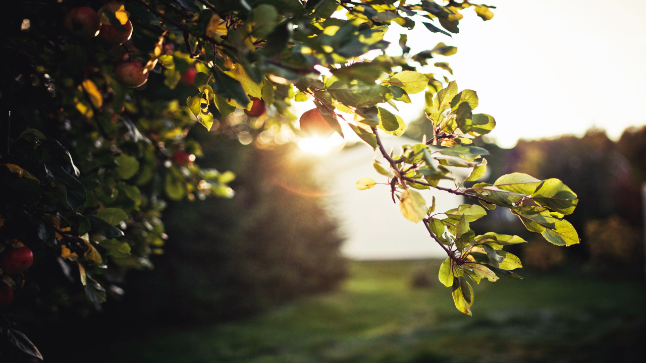 Зеленая ветка яблони