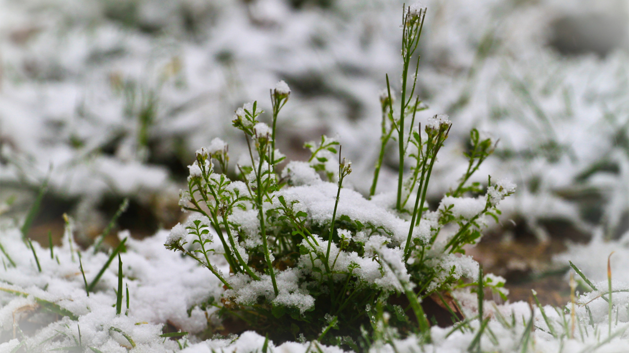Зелень пробивается сквозь снег