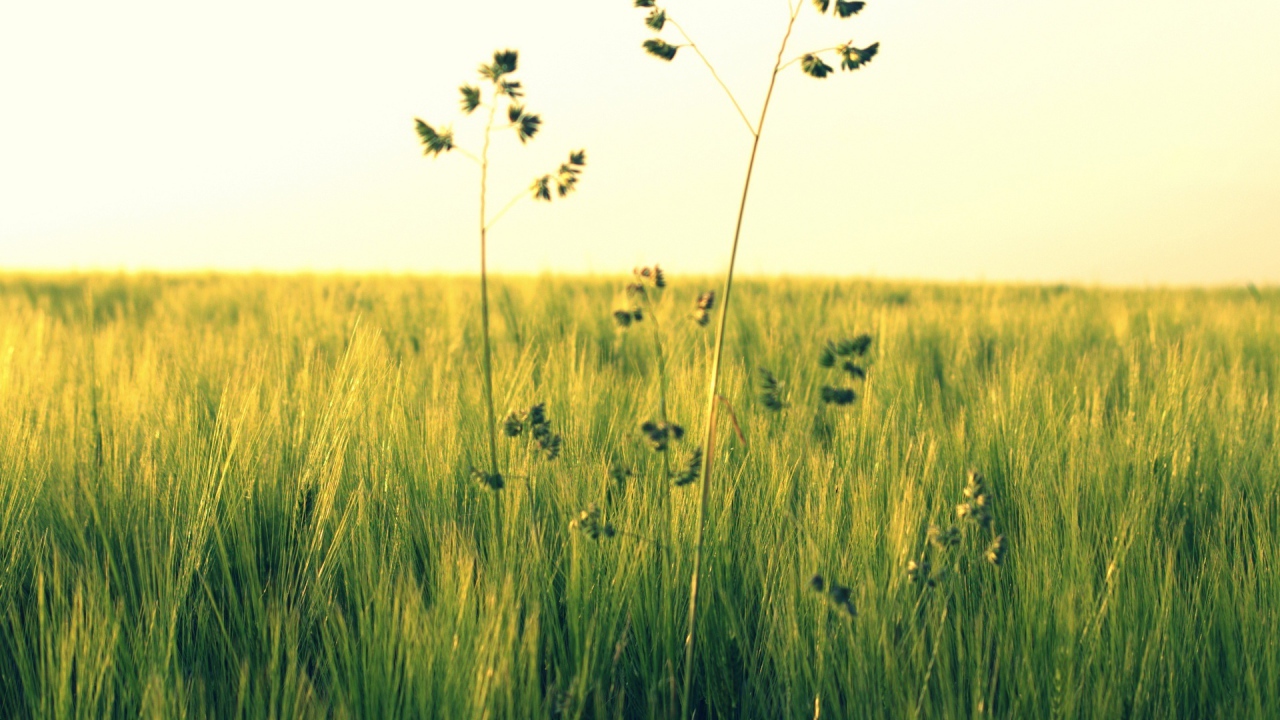 Растения в поле