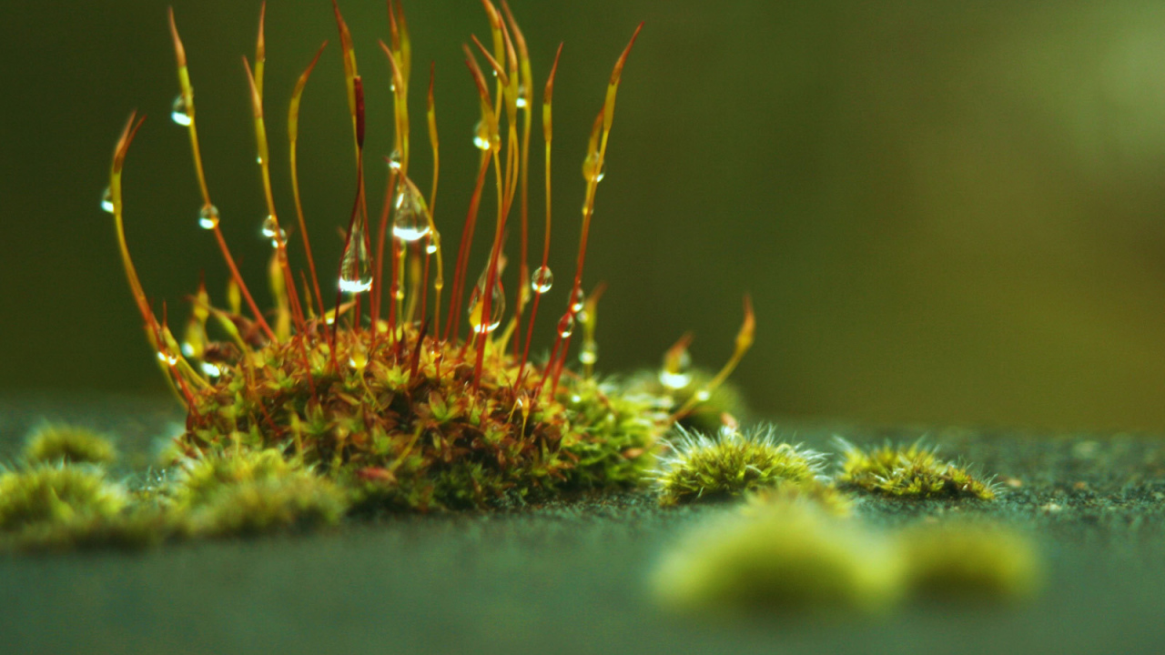 Маленькие ростки с каплями