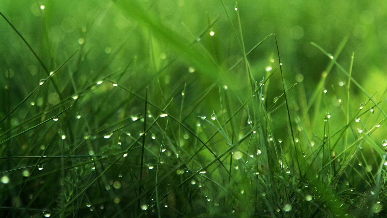 The grass in the morning dew