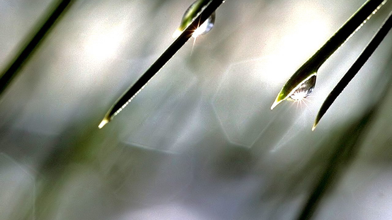 Солнце в каплях росы