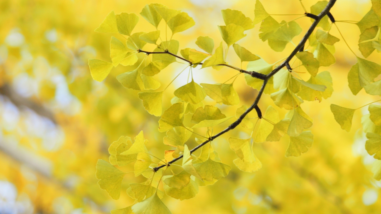 Дерево Гинко Билоба