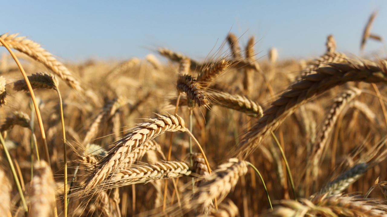 Зрелые колосья пшеницы