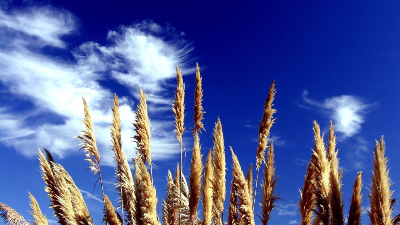 Трава на фоне синего неба