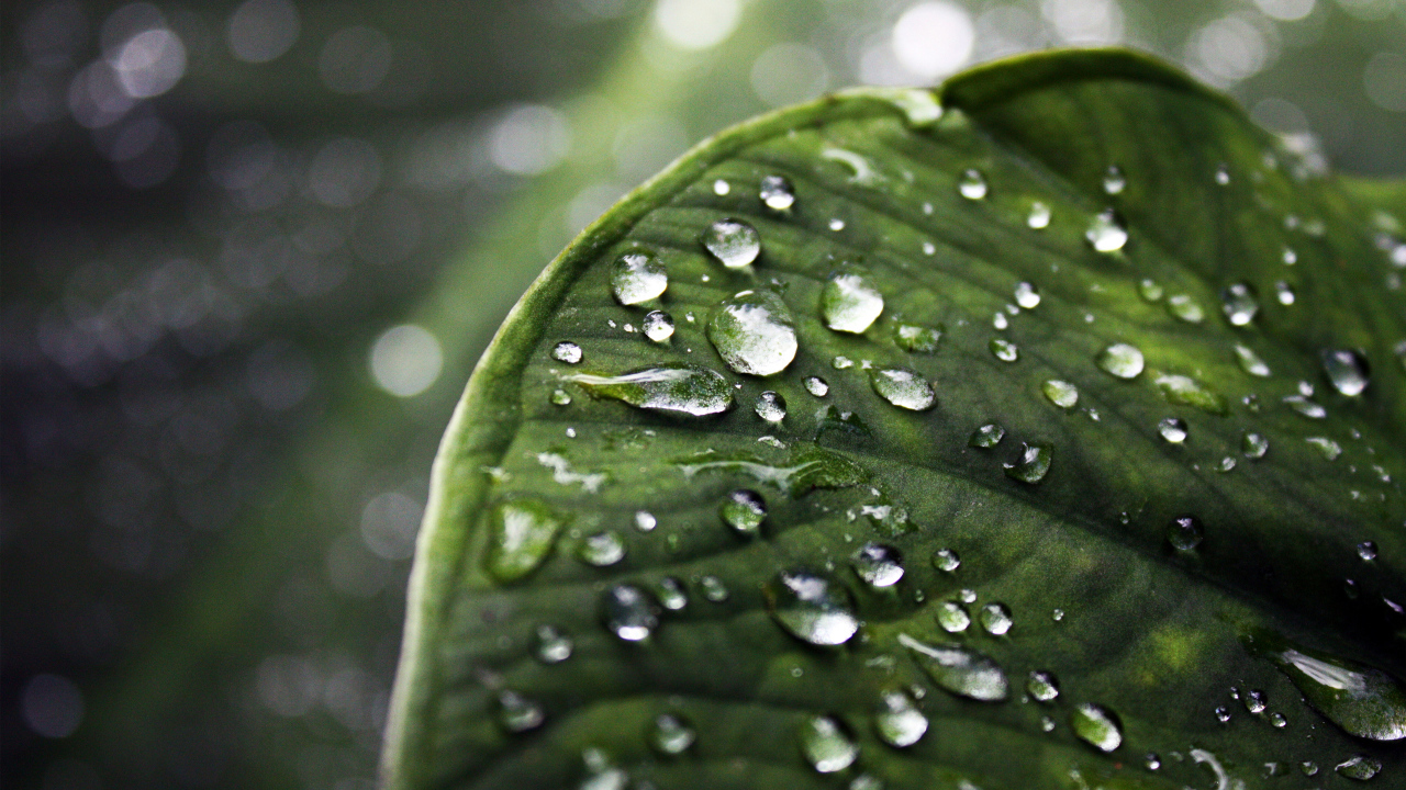 Лист с каплями воды