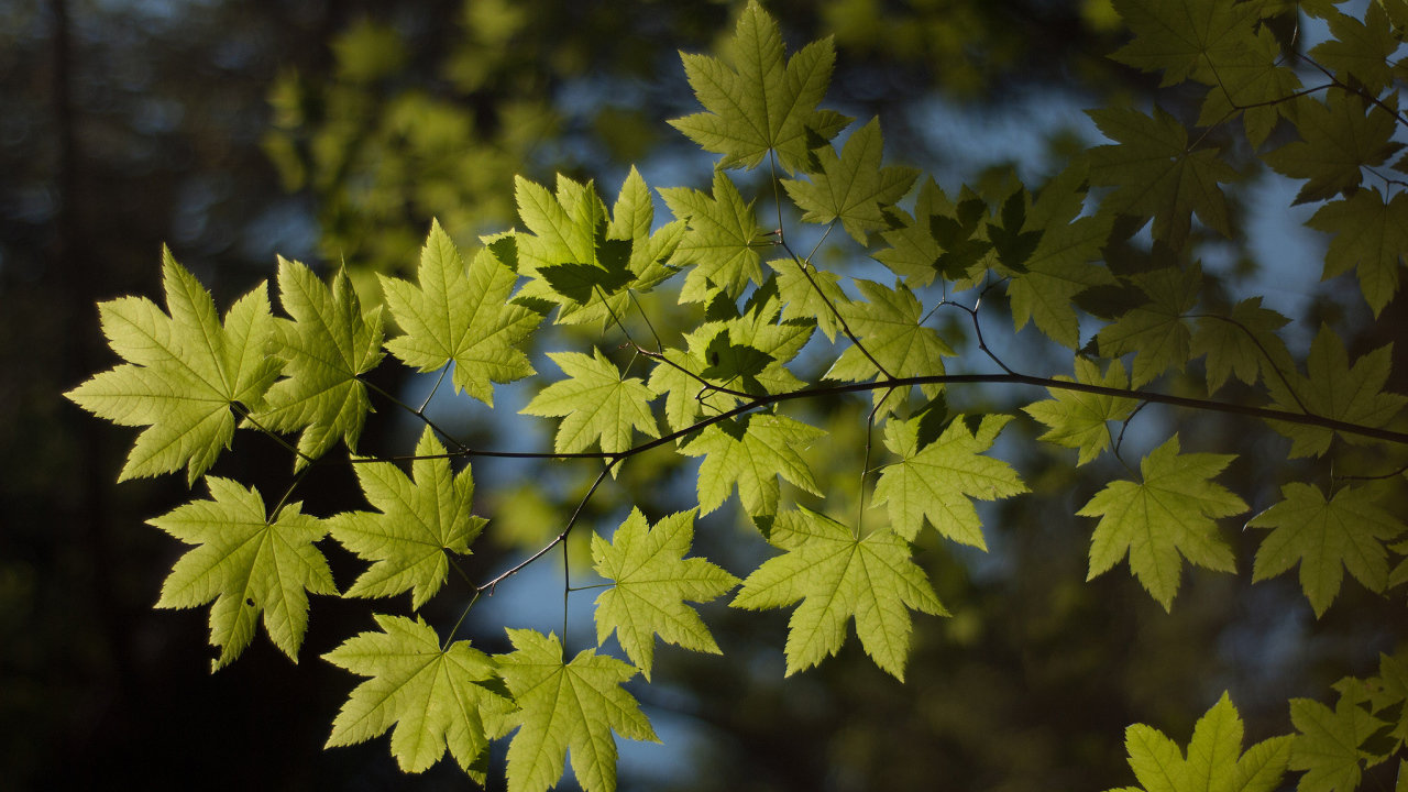 Ветка с листьями