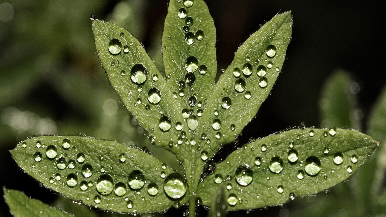 Большие капли на листьях