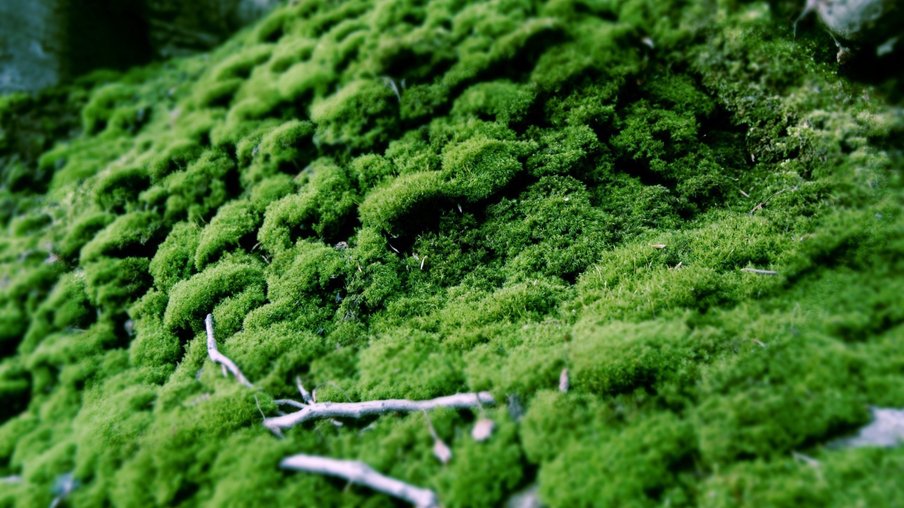 Зеленый мох