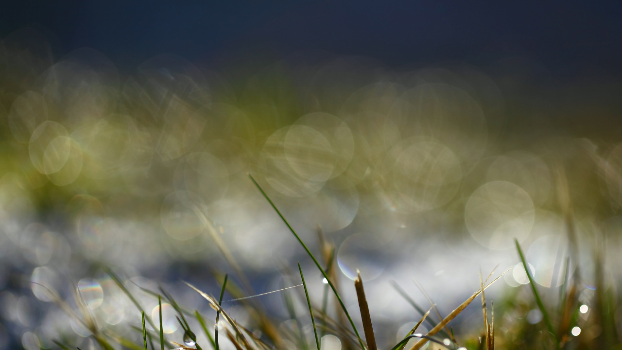 На траве утренняя роса